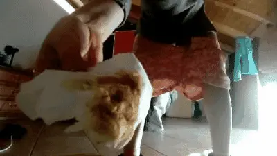 ItalScat - Finally Free From Constipation! (mp4)