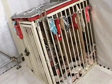 Toilet Slaves Scatology - Caged slave released for feeding time