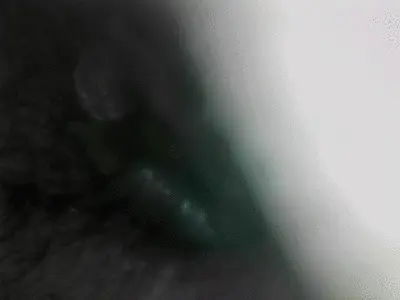 Shitty Store - Endoscope close up asshole