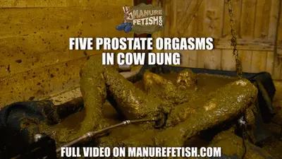 ManureFetish - Five prostate orgasm in cow dung