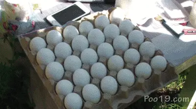 Smelly Milana / Poo19 - 4 Girls throwing eggs at the target