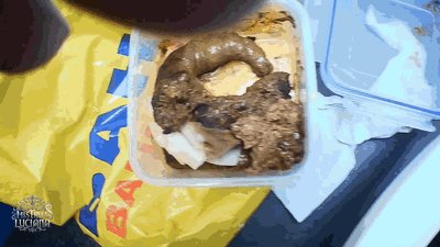 Club der Scheissefresser by MISTRESS LUCIANA - That Scatpig has to eat it all !!