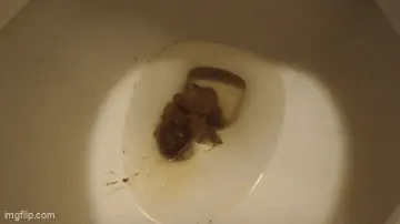 Double Trouble - Poopy Plops Nose Blowing Morning Shit