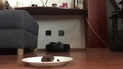 Mistress Ann - grandpa - eats scat