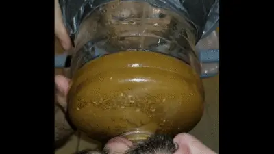 SSBBW Queen Siya - Asian noodles look interesting when DIGESTED
