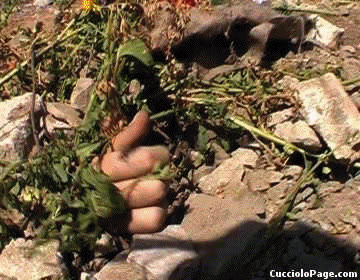 Cucciolo Extreme - Buried