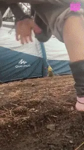 Kitty Skatt - Great urgency exceptionally long big poop next to tent in public nature campground