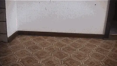 Natural Scat Girls - Pervert chick shits on the floor