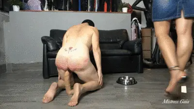Mistress Gaia - MISTRESS GAIA - LICK MY PISS, SLUT - HD